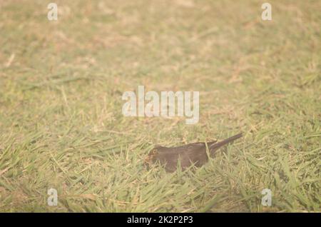 blackbird commun avec de la nourriture pour ses poussins. Banque D'Images