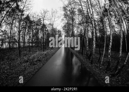 Route piétonne asphaltée dans la zone du parc forestier. Noir et blanc. Banque D'Images
