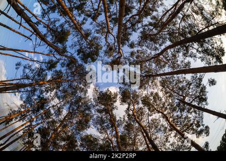 Couronnes de pins sur fond de ciel bleu. Objectif fisheye. Banque D'Images