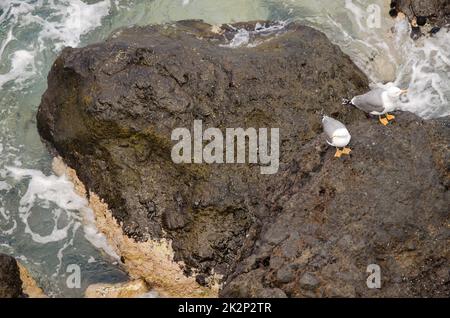 Goélands à pattes jaunes Larus michaellis atlantis. Banque D'Images