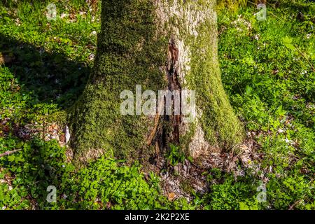 Une souche d'un très vieux arbre surcultivé avec de la mousse. Banque D'Images