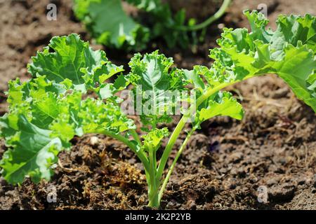 Les jeunes de plus en plus chou dans le potager Banque D'Images