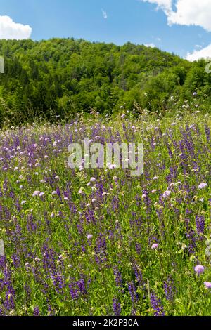 Prairie de fleurs près de lac de Bohinj en Slovénie Banque D'Images