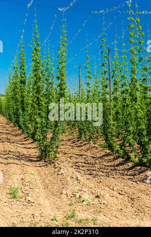 Champ de houblon de Zatec région, République Tchèque Banque D'Images