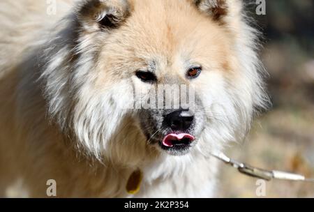 Chien Akita Inu à poil long ou chien Akita japonais Banque D'Images