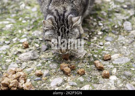 Chats qui mangent dans la rue Banque D'Images