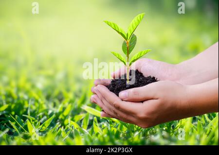 main tenant un coeur arbre environnement jour de la terre Banque D'Images