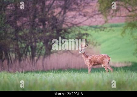 Les jeunes chevreuils sauvages dans l'herbe, Capreolus capreolus. Naissance d'un chevreuil, le printemps nature sauvage. Banque D'Images