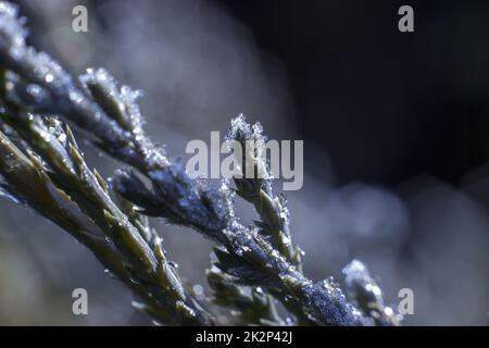 Gel sur les branches d'aiguilles de Juniper 1 Banque D'Images