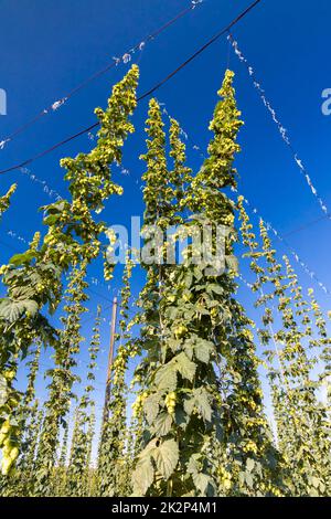 Champ de houblon de Zatec région, République Tchèque Banque D'Images