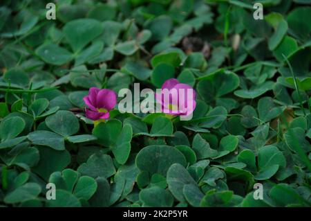 Oxalis purpurea sur une pelouse à Porto Banque D'Images