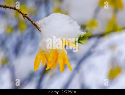 Fleurs de forsythia couvertes de neige et de glace Banque D'Images