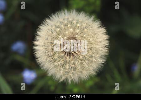 Dandelion seedhead Banque D'Images