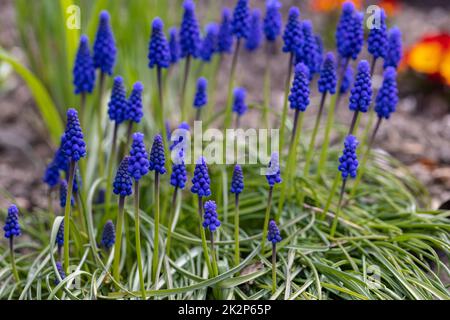 Jacinthe de raisin Muscari armeniacum floraison au début du printemps. Banque D'Images