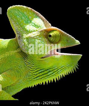 Tête de caméléon sur fond noir isolé. Banque D'Images