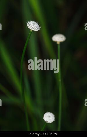 Melampodium leucanthum dans la nature a de petites fleurs blanches est un arbuste couvrant le sol Banque D'Images