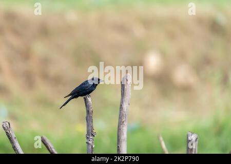 Gros plan d'un petit oiseau drongo noir (Dicrurus macrocercus) perché sur une clôture faite de branches d'arbres à la lumière du jour Banque D'Images