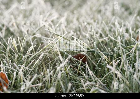 Premier gel d'automne. Image d'arrière-plan partiellement floue d'herbe verte recouverte de givre blanc. Feuilles de plantes verglacées vert du matin. Début de Banque D'Images