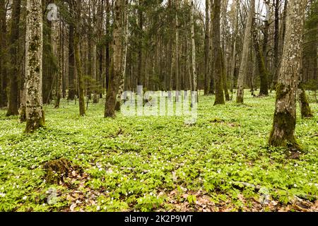 Forêt verte avec de nombreuses fleurs sauvages blanches au printemps Banque D'Images