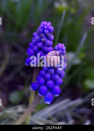 Escargot sur les fleurs arméniennes muscari gros plan Banque D'Images