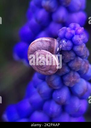 Escargot sur les fleurs arméniennes muscari gros plan Banque D'Images