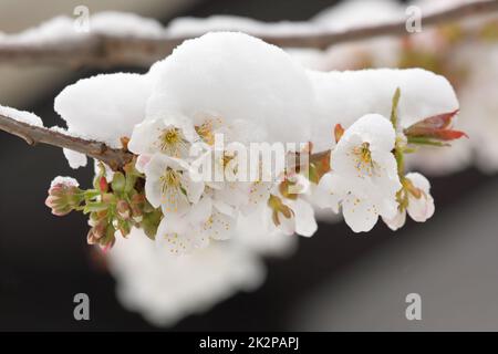 floraison de cerisiers avec nappage de neige au printemps Banque D'Images