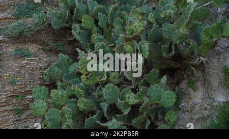 Plante de cactus Sabra, Israël. Opuntia cactus avec de grands coussins plats sur la rive méditerranéenne Banque D'Images