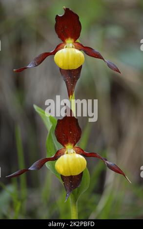 Une orchidée jaune sur pied dans la forêt Banque D'Images