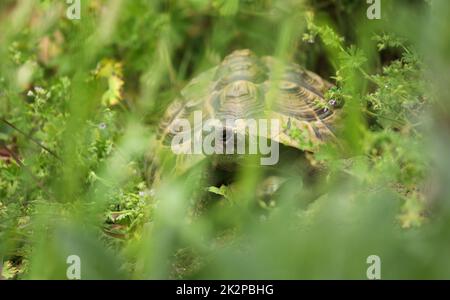 Tortue Testudo hermanni tortue dans le jardin jeune derrière l'herbe Banque D'Images