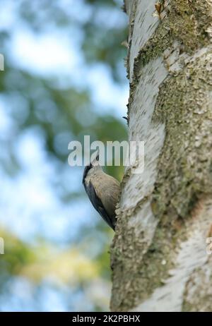 Nuthatch assis sur un tronc de bouleau Banque D'Images