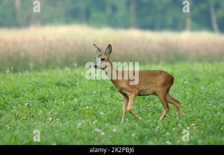 Cerf de Virginie sur une prairie verte tôt le matin Banque D'Images