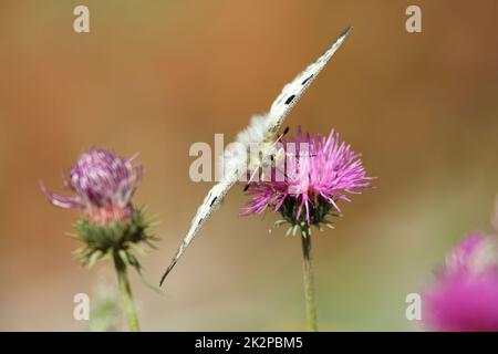 Papillon - Parnassius Apollo - sur le chardon violet floral Banque D'Images