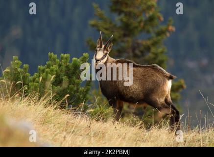 Chamois - Rupicapra rupicapra - dans la forêt de pins de mugo Banque D'Images