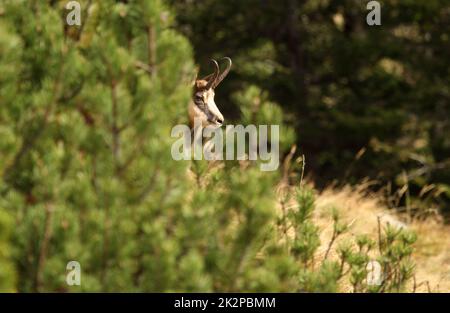 Chamois - Rupicapra rupicapra - dans la forêt de pins de mugo Banque D'Images
