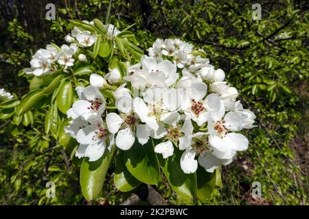 Birne (Pyrus communis) - Blüten und frisches Laub Banque D'Images