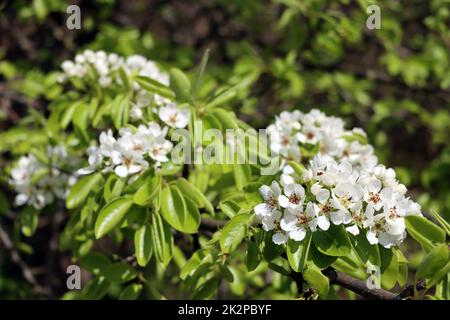Birne (Pyrus communis) - Blüten und frisches Laub Banque D'Images
