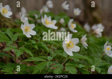 Fleur unique de Windflower(Anemone nemorosa) en gros plan Banque D'Images