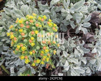 fleurs plantes naturelles paysages verts beau printemps différentes couleurs Banque D'Images