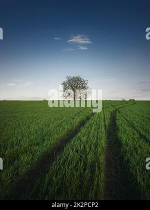 Sentier de campagne le long d'un champ de blé vert avec un arbre solitaire à l'horizon. Été nature, paysage idyllique. Route de l'autre côté de la prairie d'herbe fraîche Banque D'Images