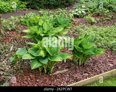 HostA plantain de plantes de lys, variété Pauls gloire, au printemps Banque D'Images