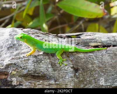 Seychelles - Praslin, Réserve naturelle de Ferdinand - la Digue Day Gecko sur un Coco de Mer Banque D'Images