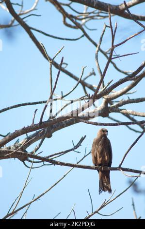 Le cerf-volant noir Milvus migrans sur un arbre. Banque D'Images