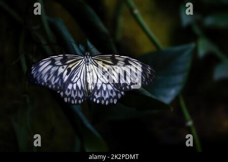 Vue dorsale du papillon en papier de riz sur fond sombre. Banque D'Images