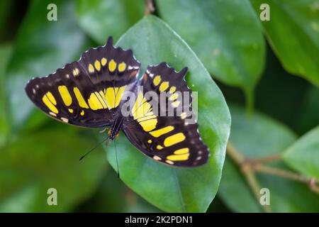 Papillon malachite (Metamorpha stelenes) avec ailes ouvertes. Banque D'Images