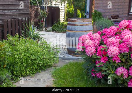 jardin rustique - fleurs de rhododendron rose en fleurs Banque D'Images