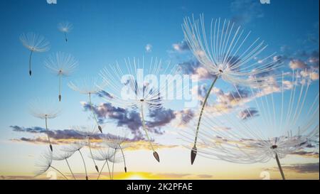 Le pissenlit laisse voler avec le vent. 3D illustration Banque D'Images