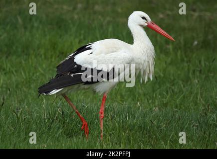 Ciconie blanche, Ciconia ciconia, sur un pré vert Banque D'Images