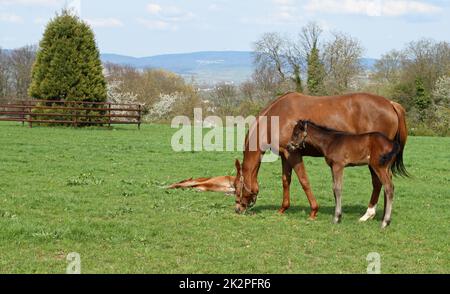 Cheval avec un foal sur la prairie Banque D'Images