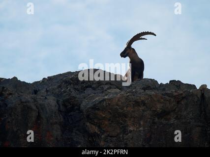 Silhouette d'un majestueux homme Ibex dans les alpes françaises Banque D'Images