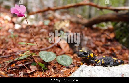 Salamandre à feu - Salamandra salamandra - en gros plan dans le paysage naturel de forêt de montagne Banque D'Images